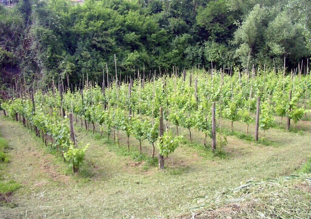 Photo of Outdoor in Santo Stefano di Magra