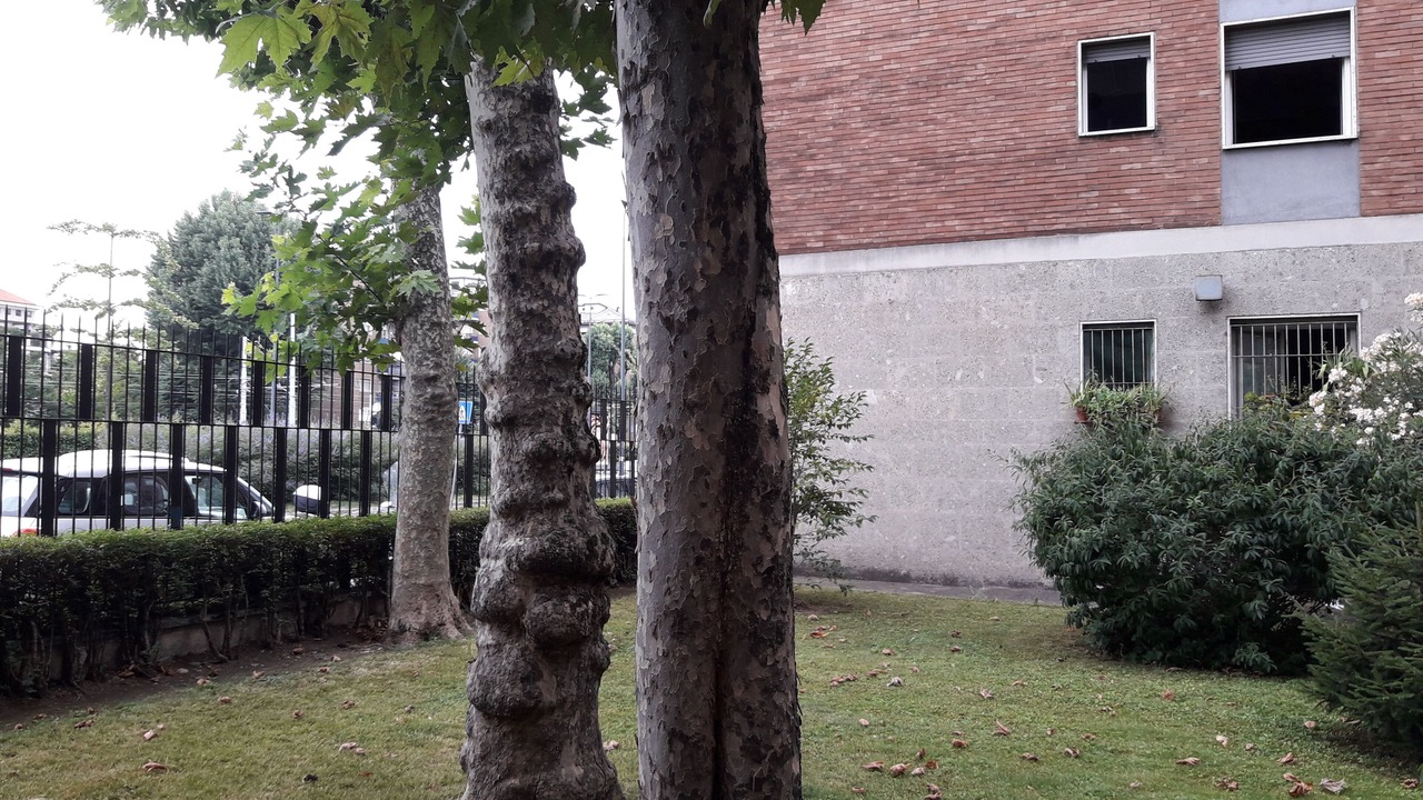 Photo of Outdoor in Crescenzago