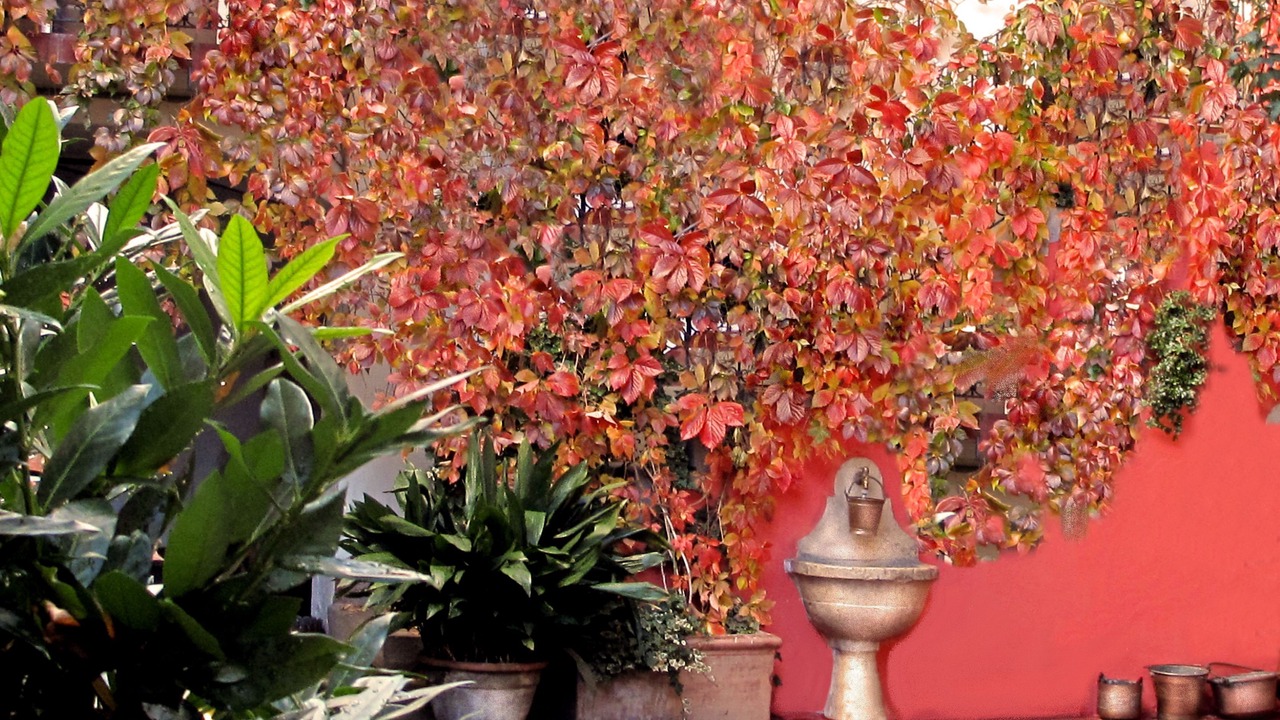 Photo of Outdoor in Sale Marasino