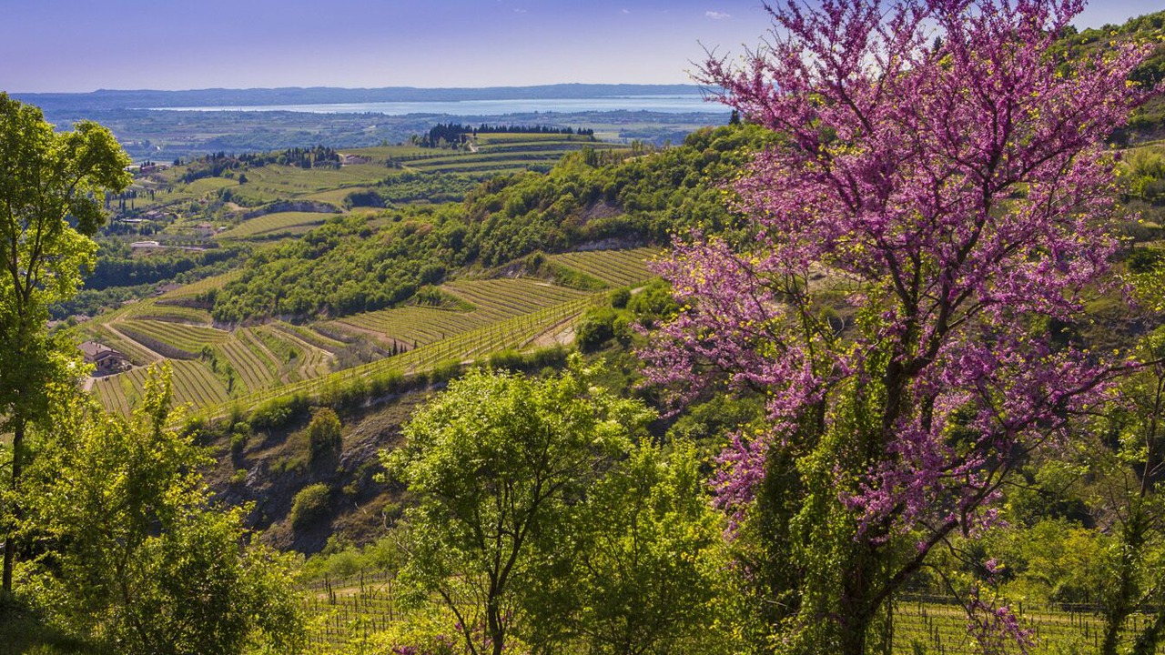 Photo of Outdoor in Domegliara