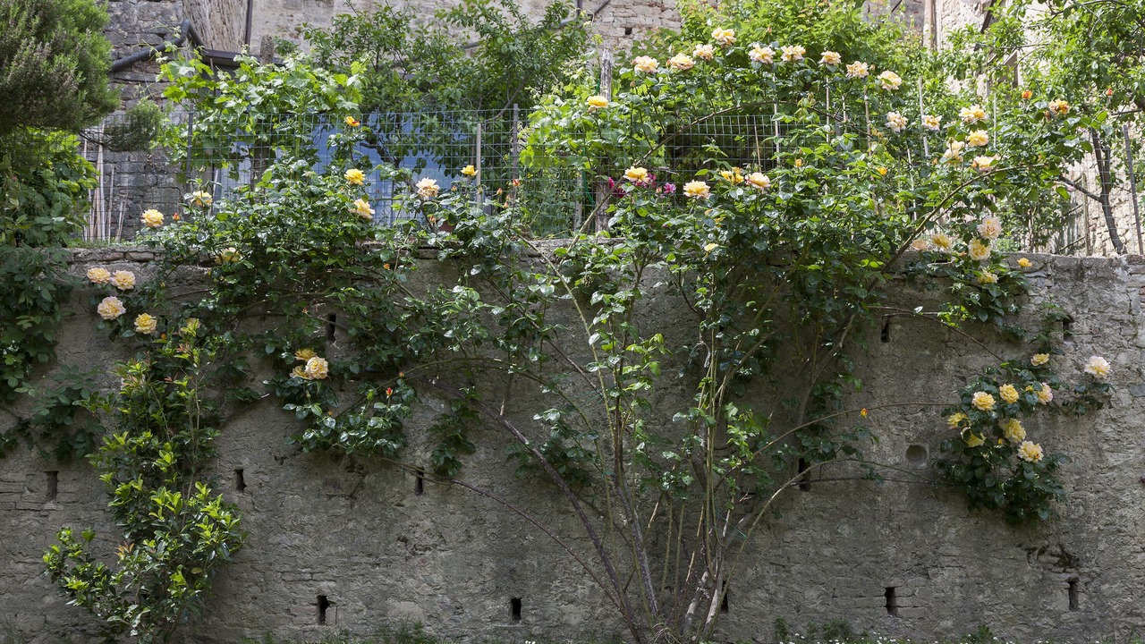 Photo of Others in Todi