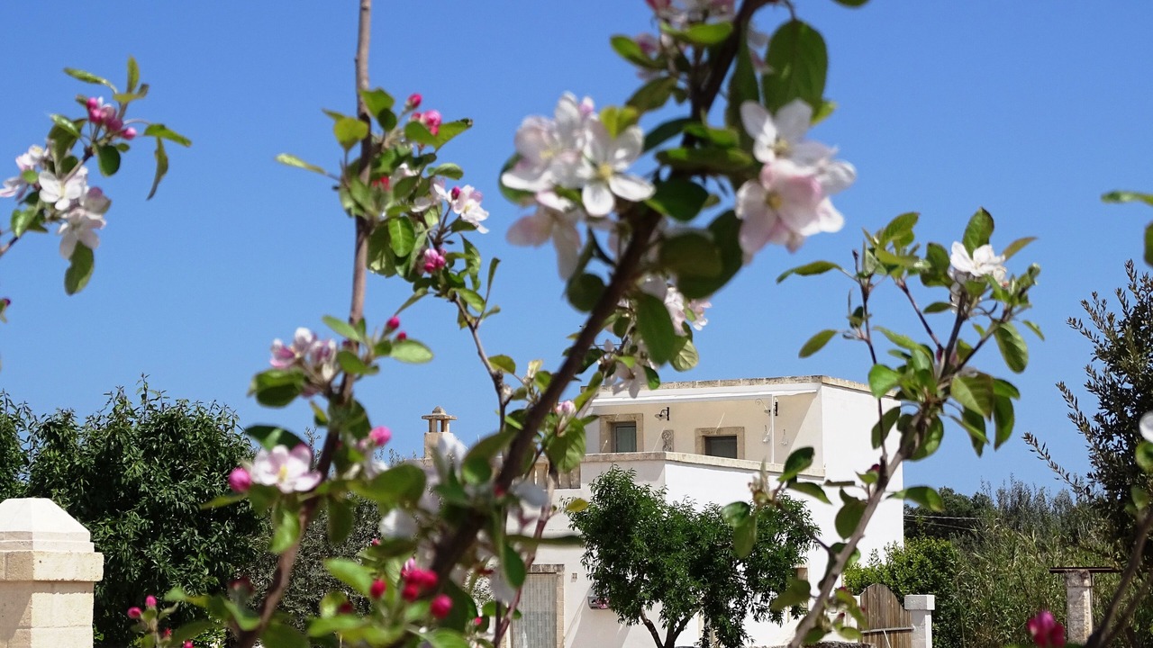 Photo of Outdoor in Fasano