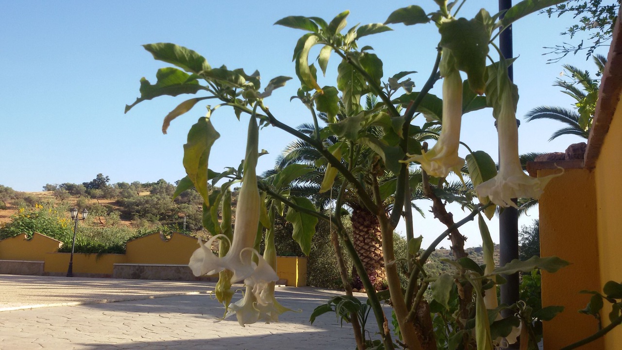 Photo of Outdoor in Almogia
