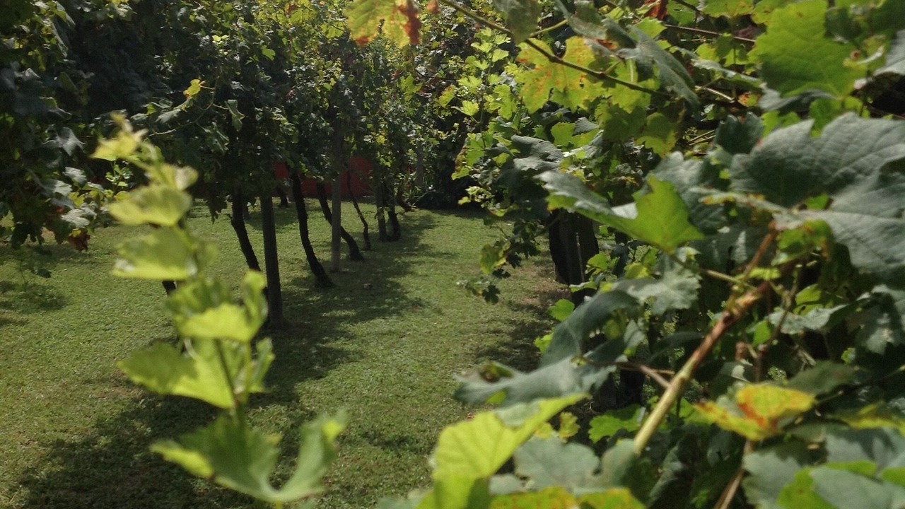 Photo of Outdoor in Spinea