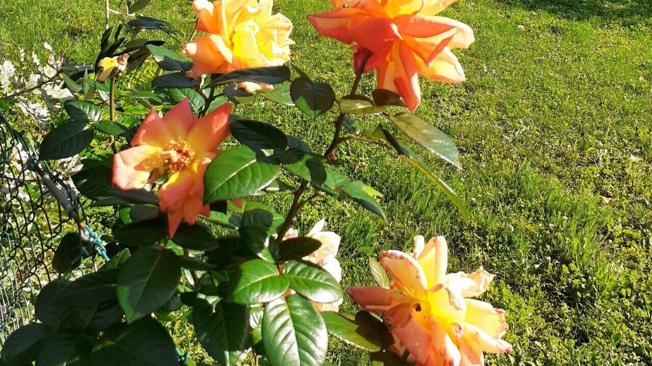 Photo of Outdoor in Londa
