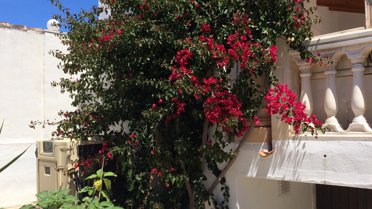 Photo of Outdoor in Javea Town Center
