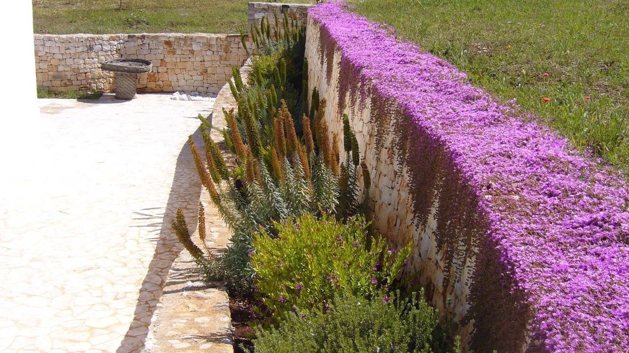 Photo of Others in Cisternino