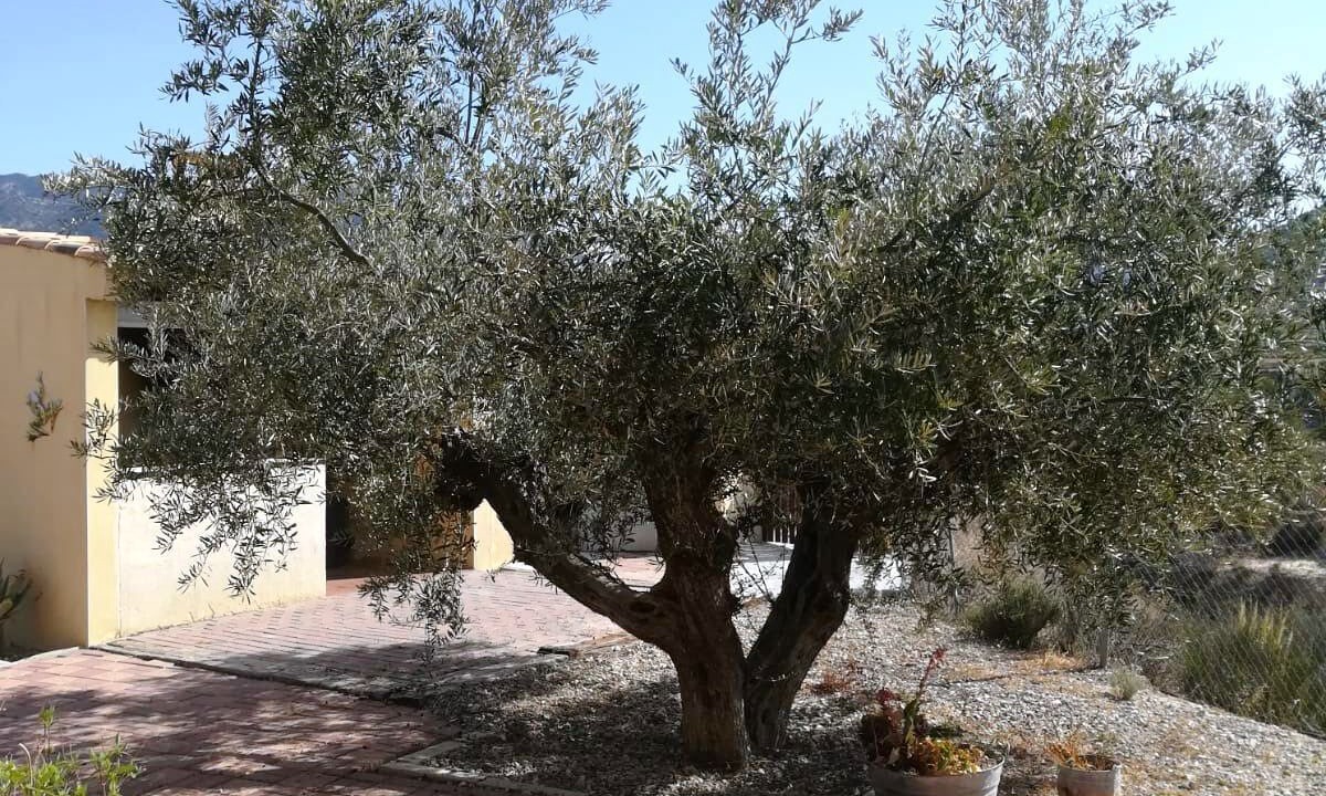 Photo of Outdoor in Ricote