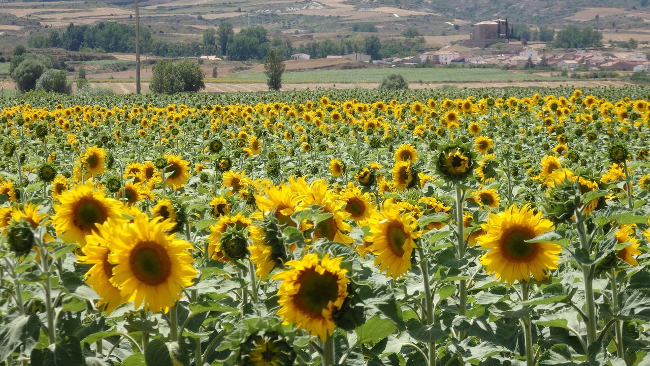 Photo of Outdoor in Gea y Truyols