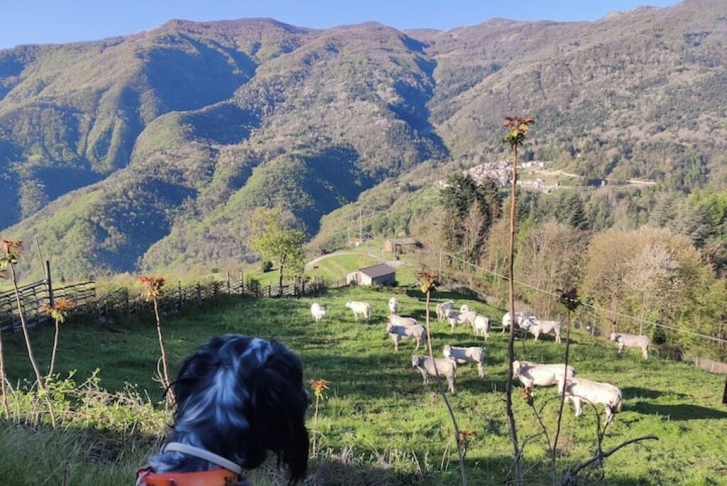 Photo of Others in Cosio di Arroscia
