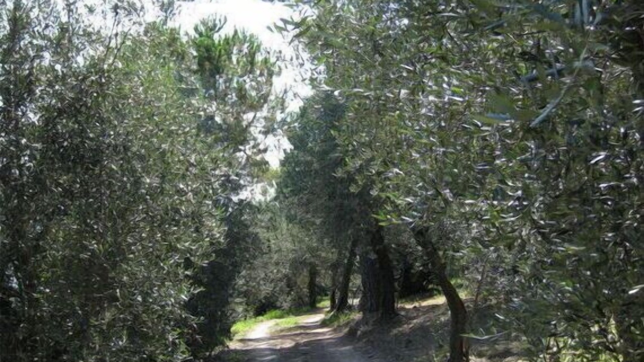 Photo of Outdoor in Chiavari