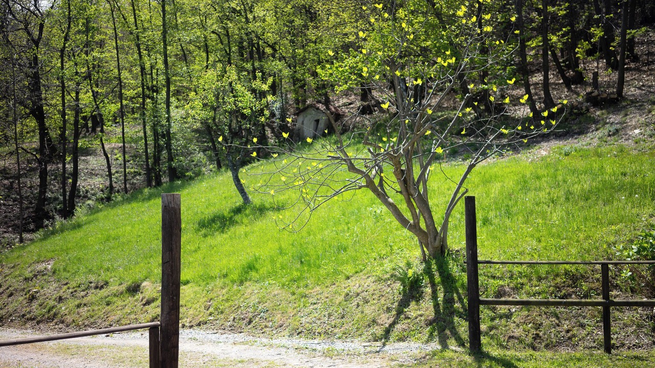 Photo of Outdoor in Roccaforte Mondovi