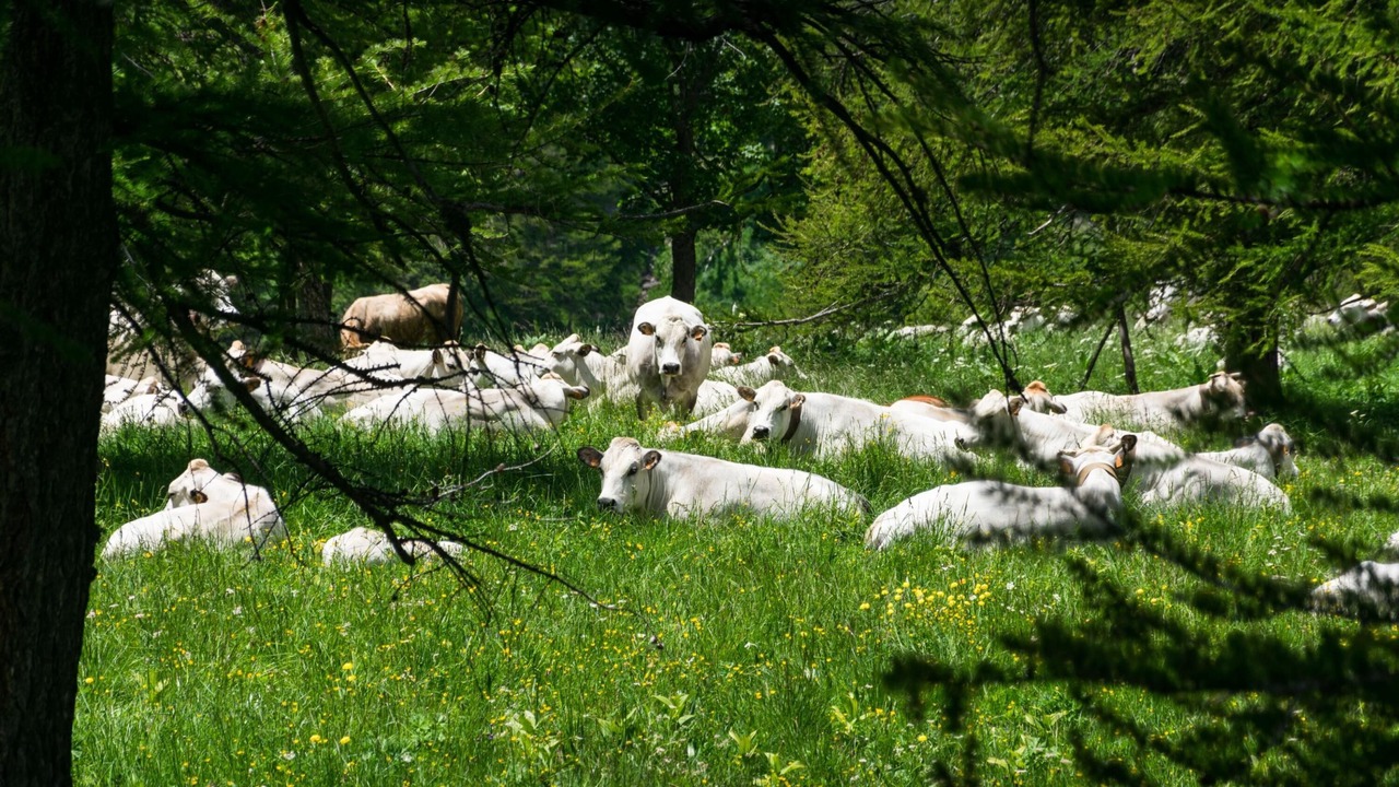 Photo of Others in Bardonecchia