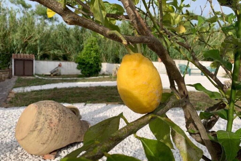 Photo of Outdoor in Murta Maria