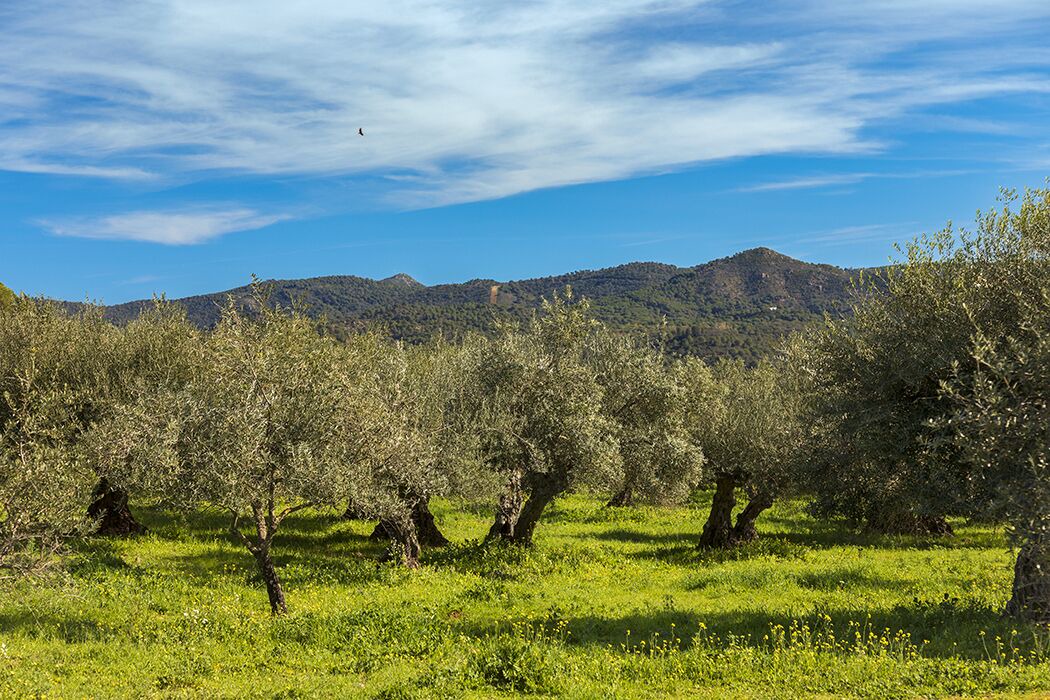 Photo of Outdoor in Villaviciosa de Cordoba