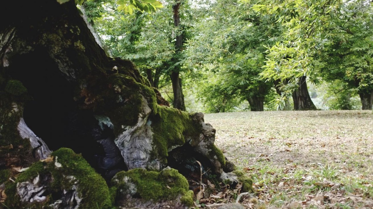 Photo of Others in Poggio
