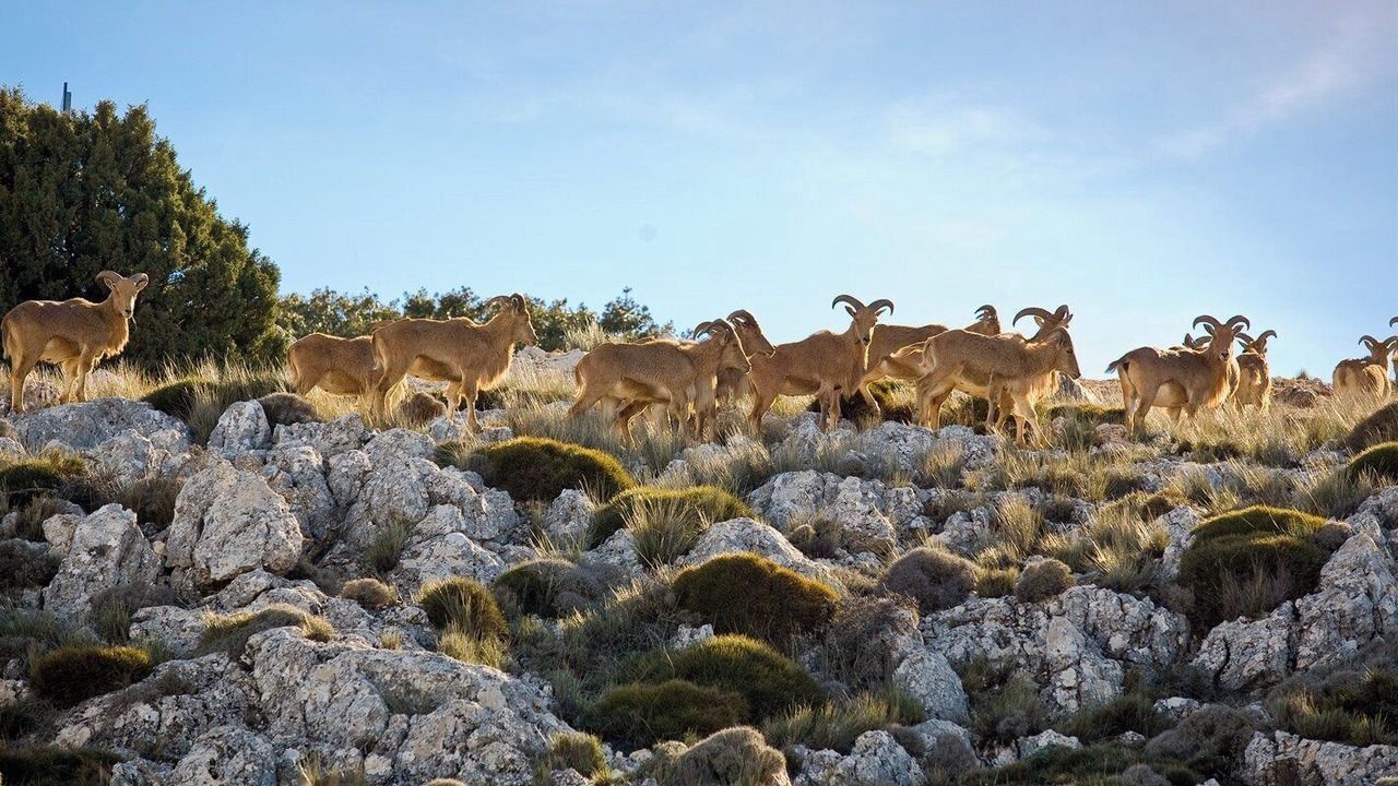 Photo of Others in El Berro