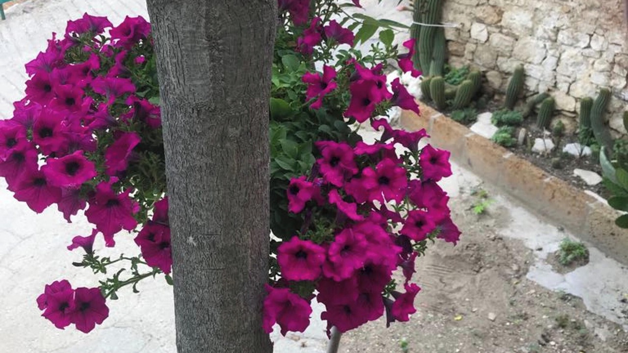 Photo of Outdoor in Montenero di Bisaccia