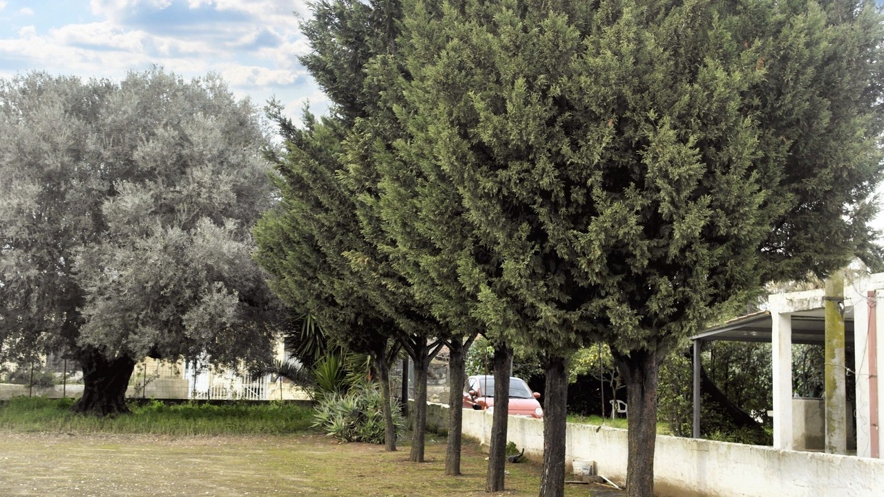 Photo of Others in Vittoria