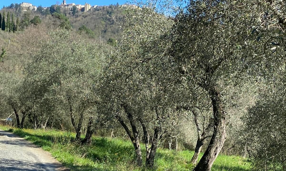 Photo of Others in Fosdinovo