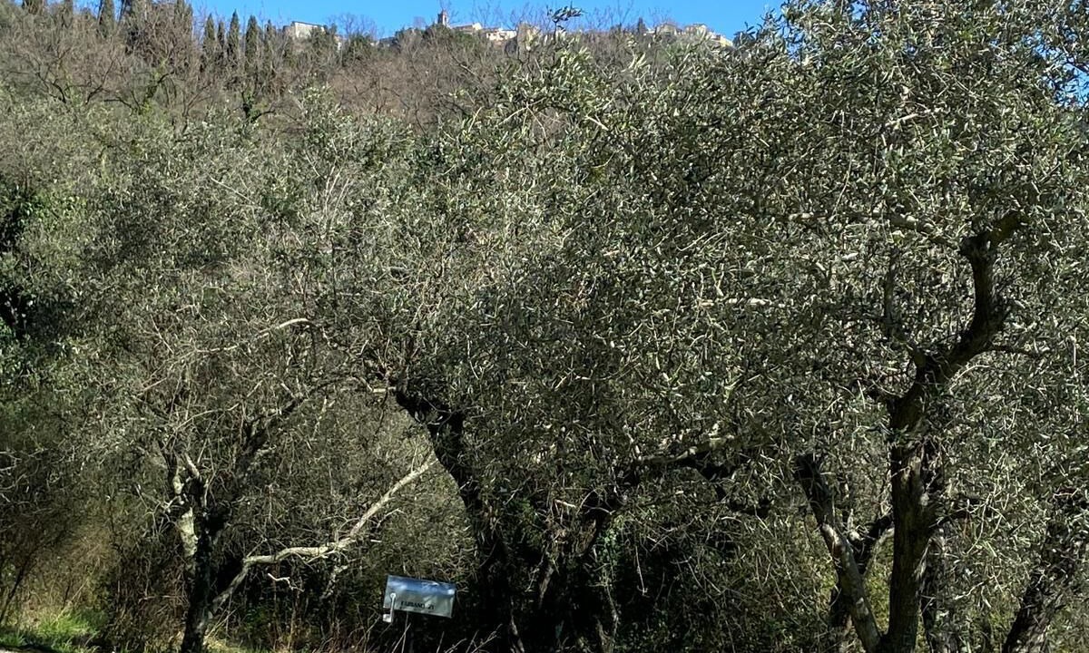 Photo of Others in Fosdinovo
