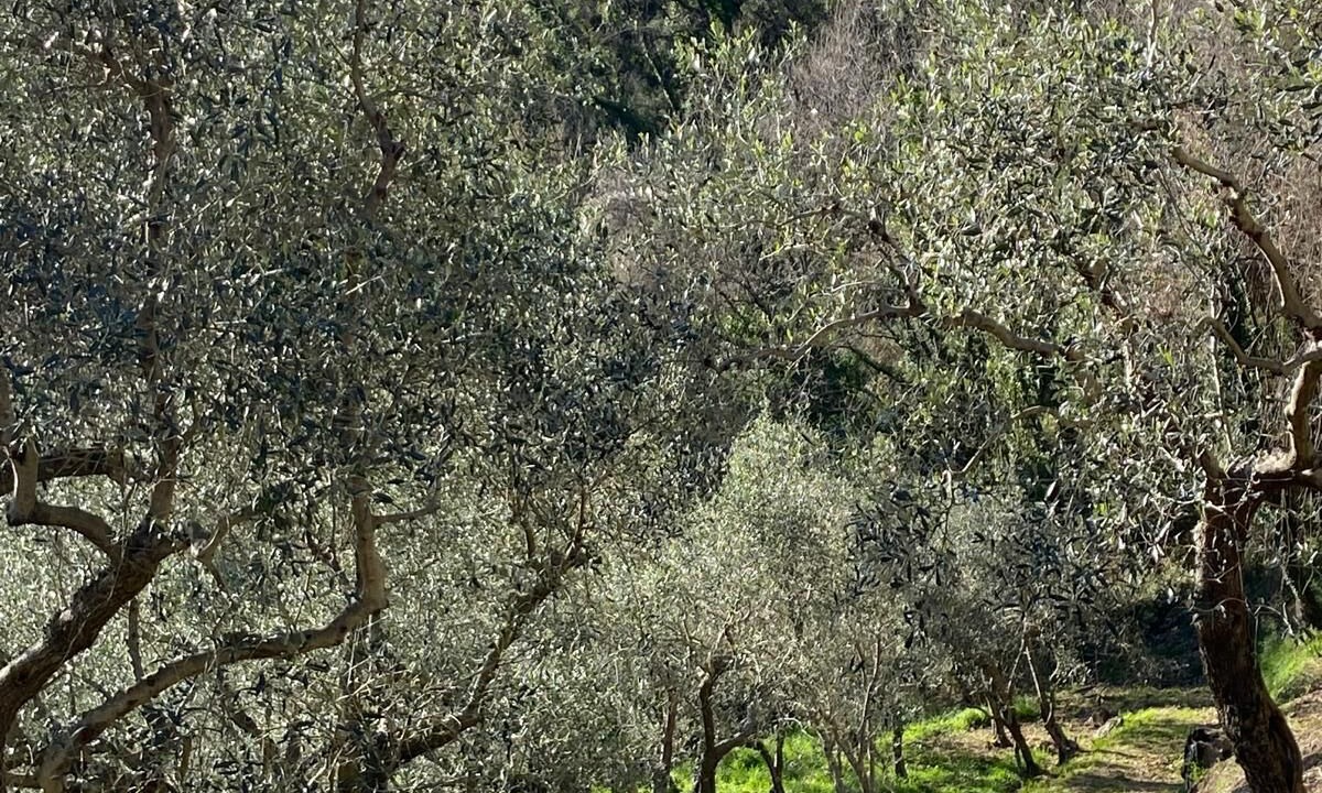 Photo of Others in Fosdinovo