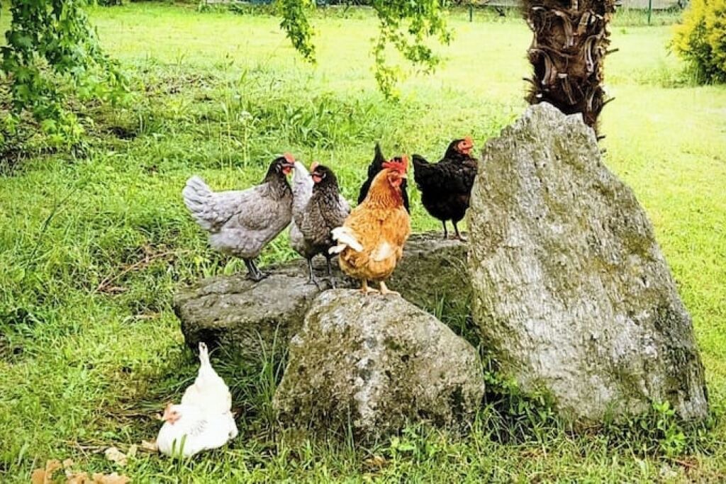 Photo of Others in Varallo Pombia