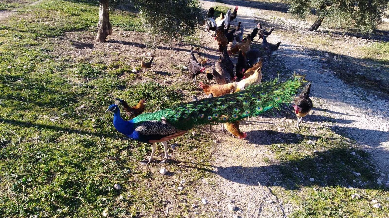 Photo of Others in Alhama de Granada