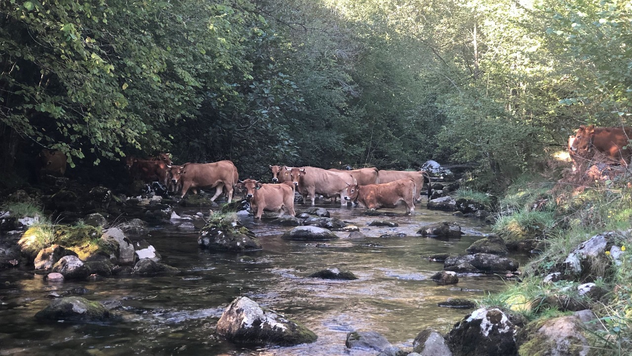 Photo of Others in Cabrales