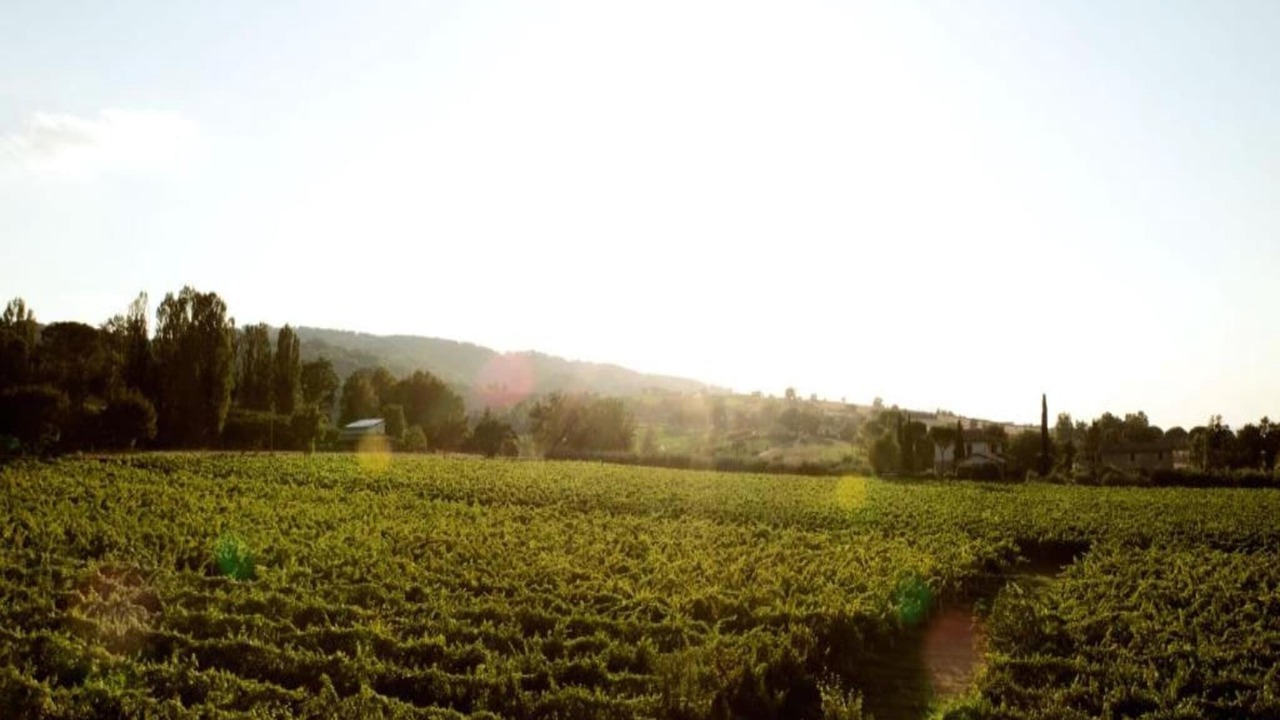 Photo of Others in Cantalupo