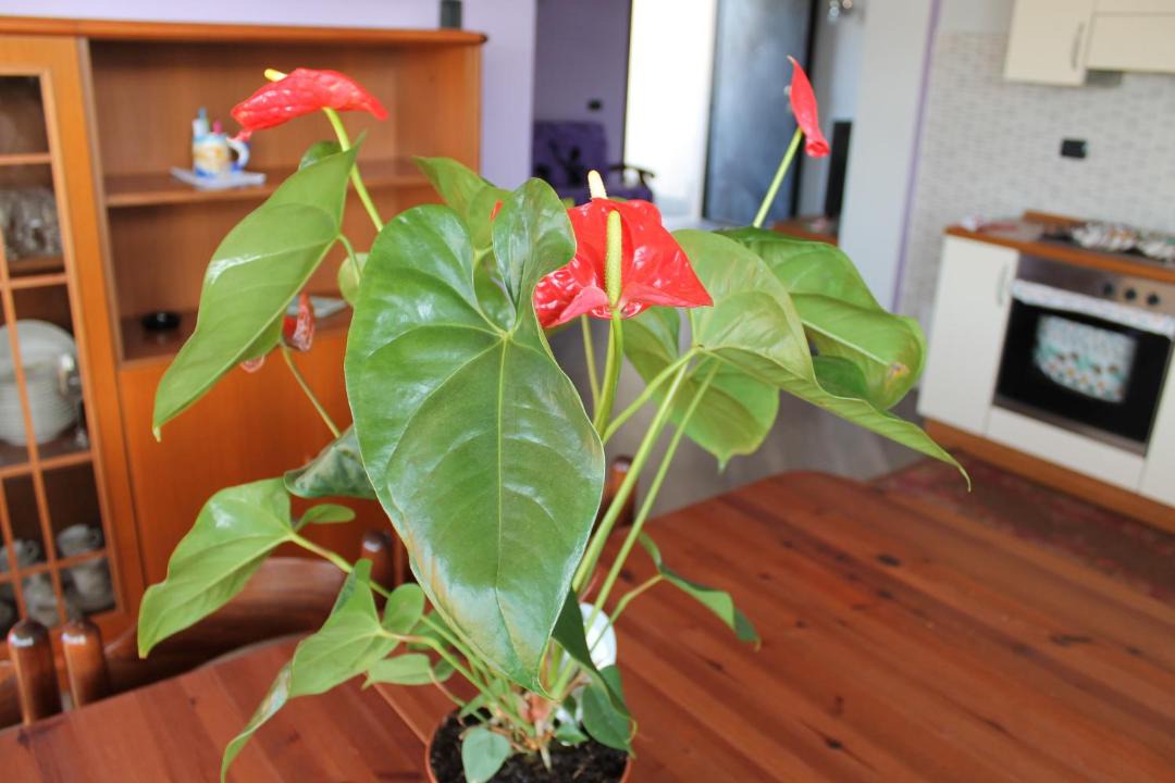 Photo of Livingroom in Anzio