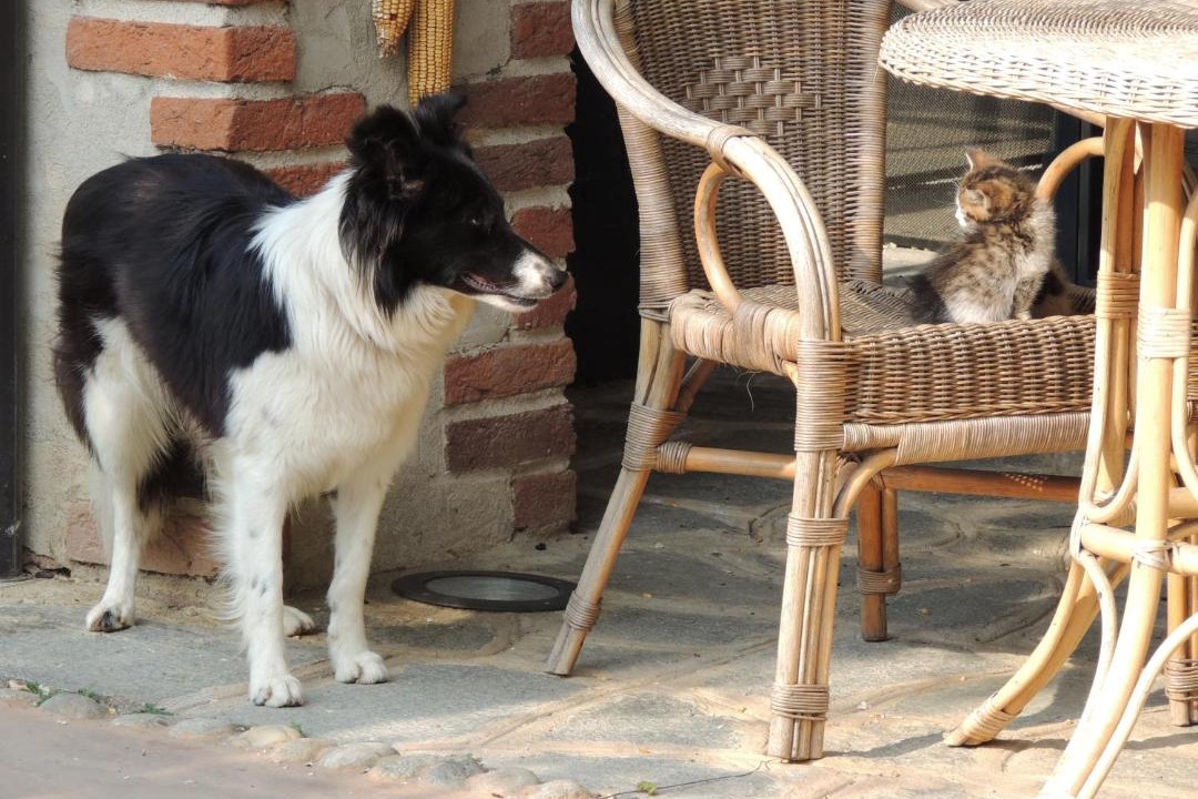 Photo of Others in Peveragno