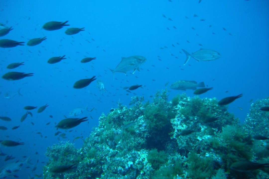 Photo of Others in Capo Coda Cavallo