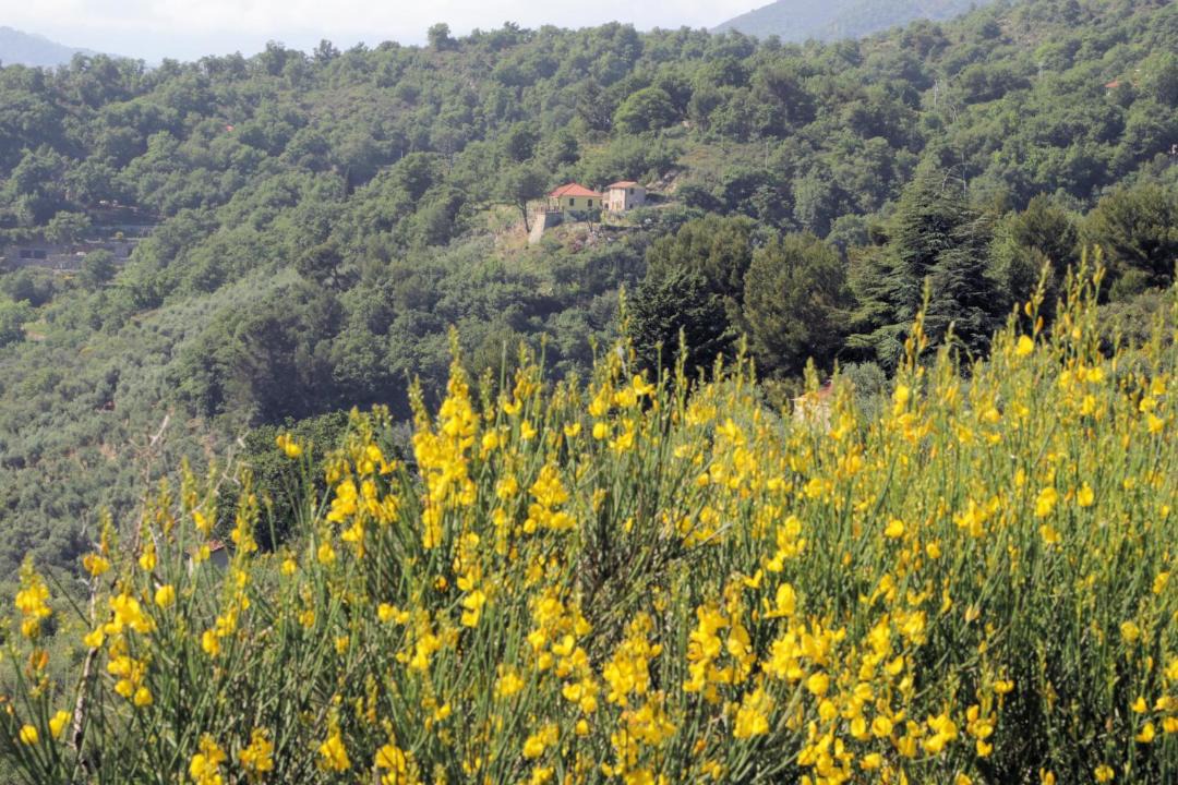 Photo of Others in Pontedassio
