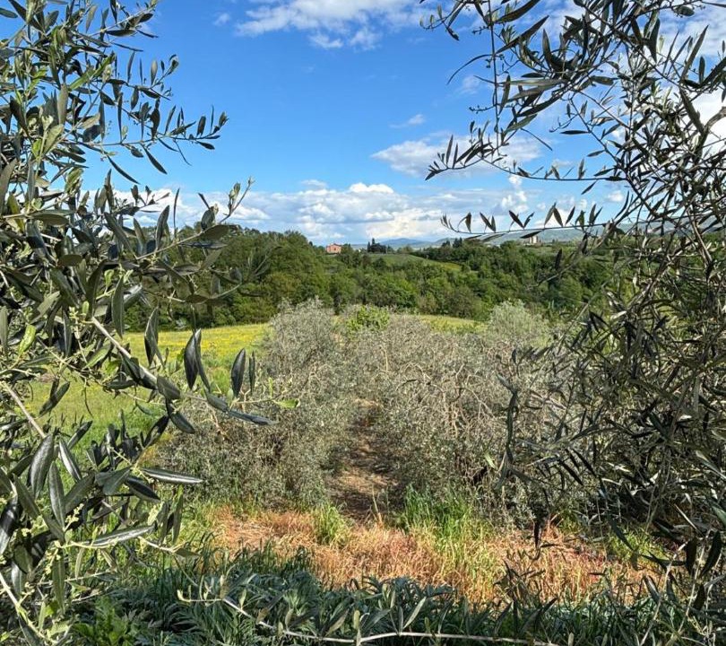 Photo of Others in Terranuova Bracciolini