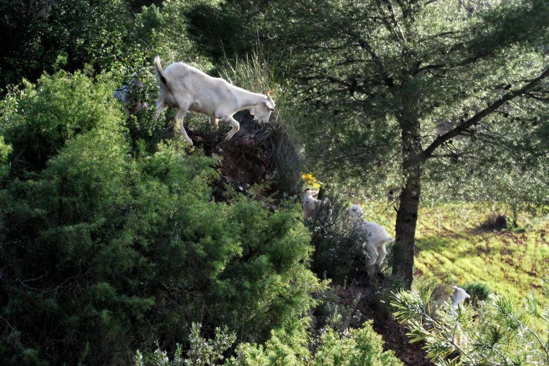 Photo of Others in Cehegin