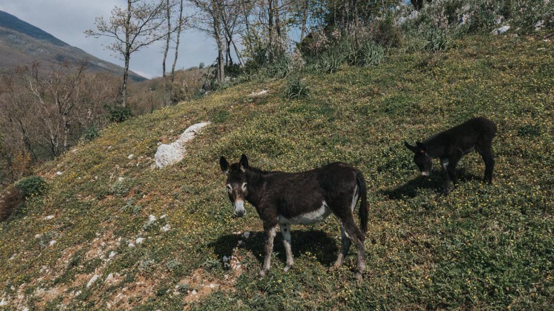 Photo of Others in Sesto Campano