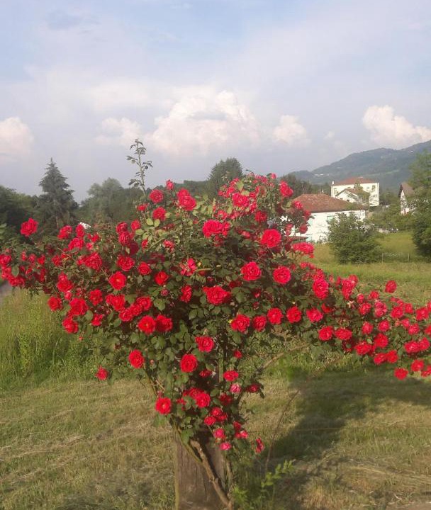 Photo of Others in Feltre