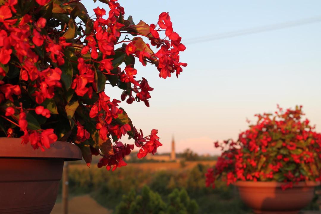 Photo of Others in Castelvetro di Modena