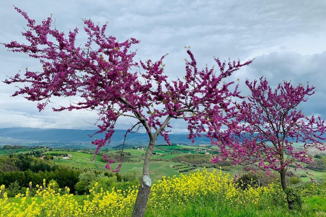 Photo of Others in Pesciano