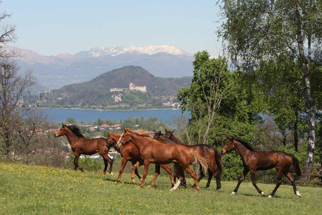 Photo of Others in Dormelletto