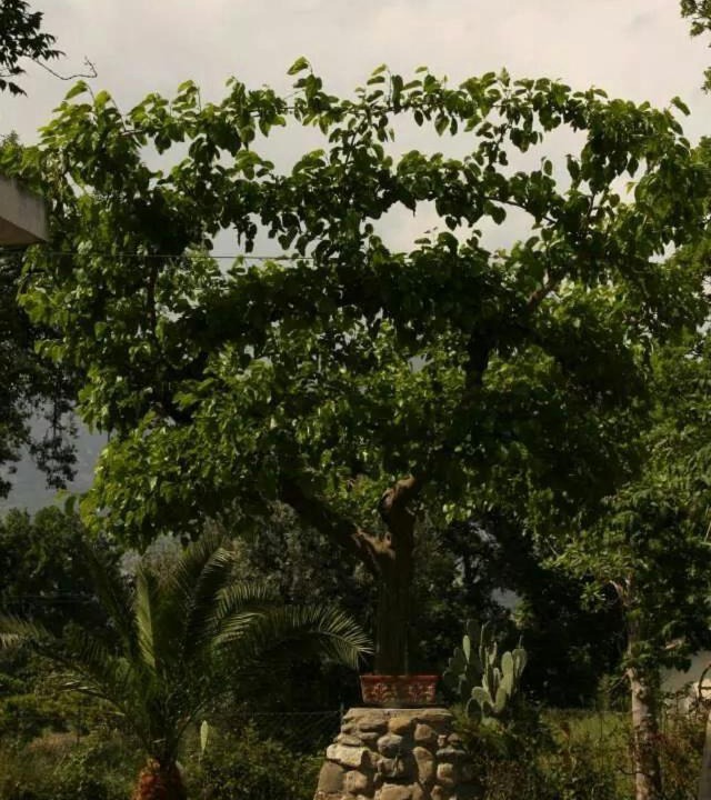 Photo of Others in Francavilla Marittima