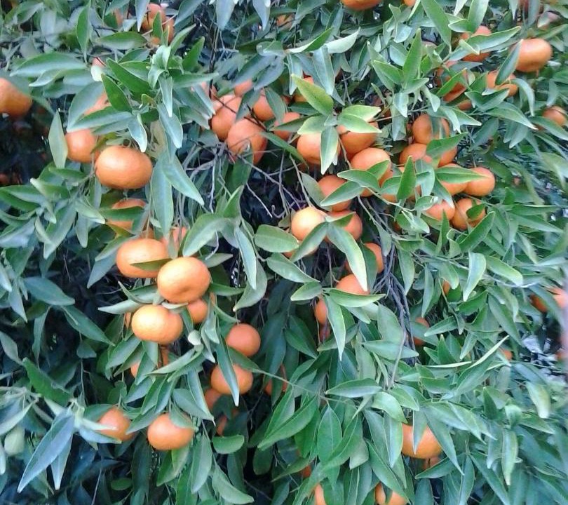 Photo of Outdoor in Francavilla Marittima