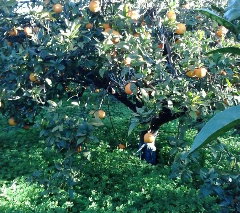 Photo of Outdoor in Francavilla Marittima