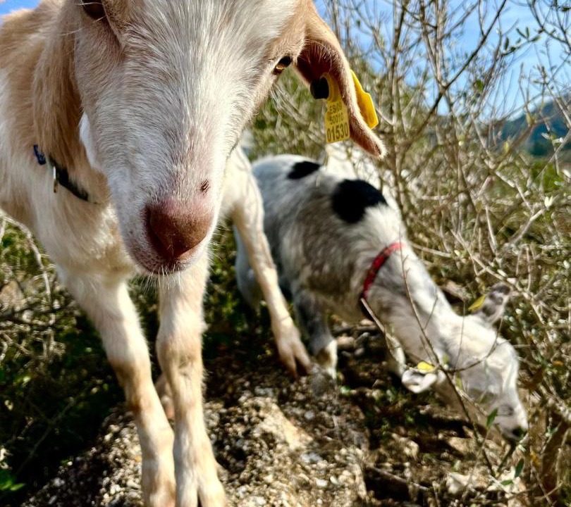 Photo of Others in Tivissa