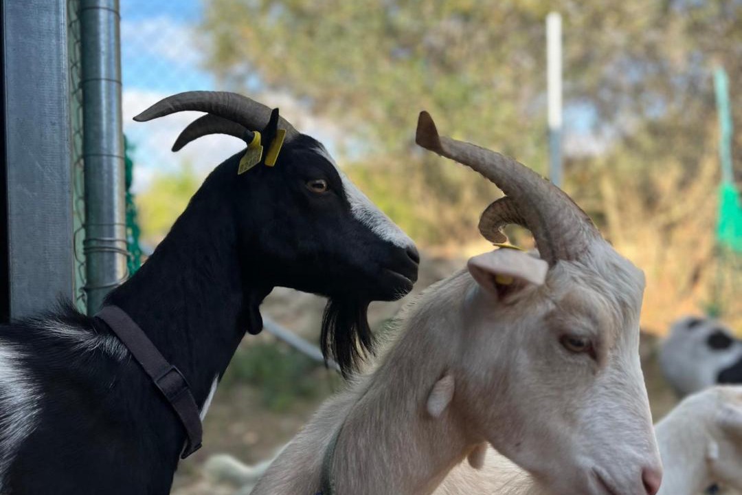 Photo of Others in Tivissa