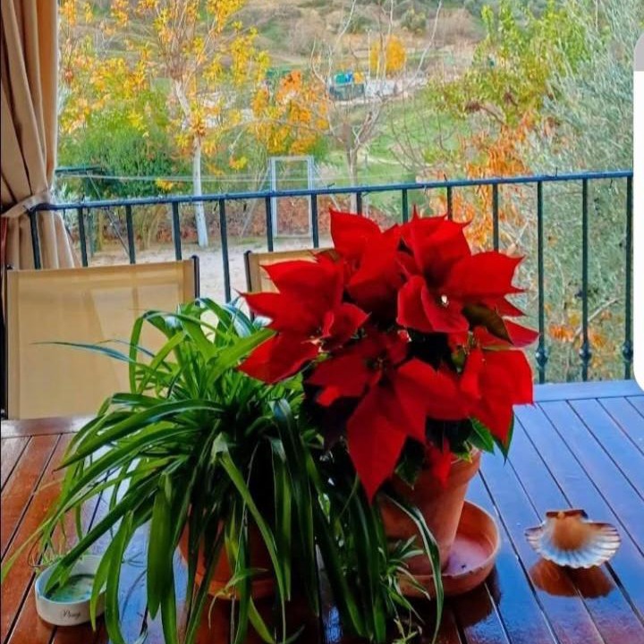 Photo of Patio Balcony in Cazorla