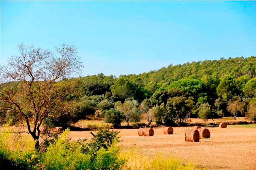Photo of Others in Sant Feliu de Boada