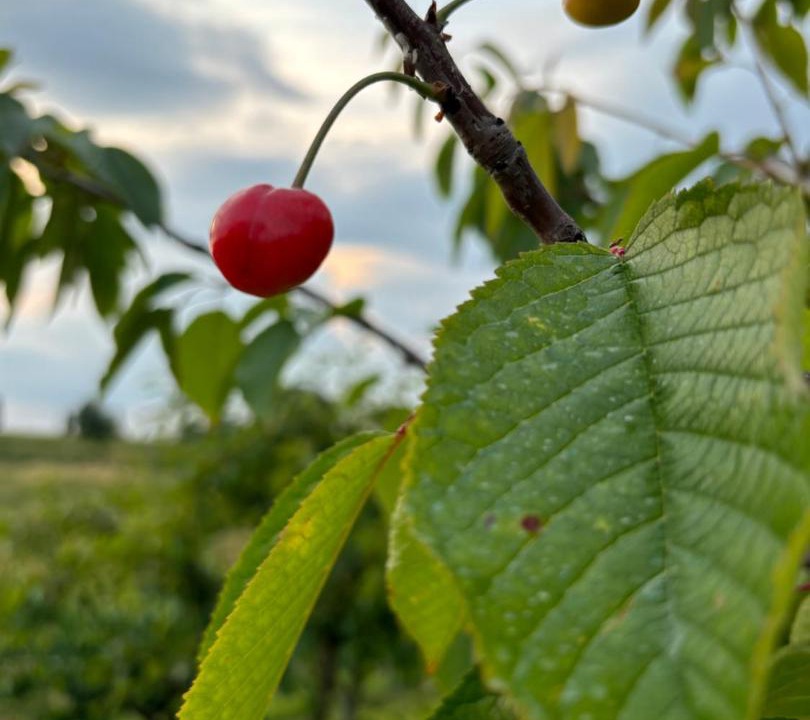 Photo of Outdoor in Castelvetro di Modena