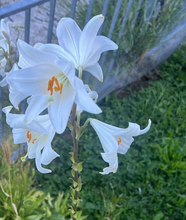 Photo of Outdoor in Castel dell'Alpi